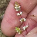 Illecebrum verticillatum L.Illecebrum verticillatum L.