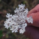 Daucus carota  L.Daucus carota  L.