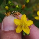 Hypericum undulatum Schousb. ex Willd.Hypericum undulatum Schousb. ex Willd.