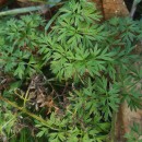 Silphiodaucus prutenicus (L.) Spalik, Wojew., Banasiak, Piwczyñski & Reduron subsp. dufourianus (Rouy & E.G.Camus) ReduronSilphiodaucus prutenicus (L.) Spalik, Wojew., Banasiak, Piwczyñski & Reduron subsp. dufourianus (Rouy & E.G.Camus) Reduron