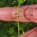 Capsella bursa-pastoris (L.) Medik.Capsella bursa-pastoris (L.) Medik.