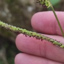 Paspalum dilatatum Poir.Paspalum dilatatum Poir.