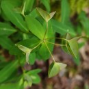 Euphorbia peplus L.Euphorbia peplus L.