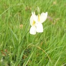 Narcissus triandrus L.Narcissus triandrus L.