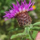 Centaurea nigra L. subsp. nigra .Centaurea nigra L. subsp. nigra .