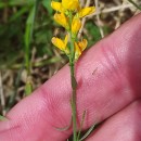 Genista micrantha OrtegaGenista micrantha Ortega
