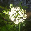 Oenanthe crocata L.Oenanthe crocata L.