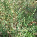 Genista berberidea LangeGenista berberidea Lange