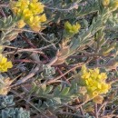 Alyssum gallaecicum (S.Ortiz) Španiel, Marhold & LihováAlyssum gallaecicum (S.Ortiz) Španiel, Marhold & Lihová