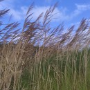 Phragmites australis (Cav.) Trin. ex Steud.Phragmites australis (Cav.) Trin. ex Steud.