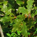 Quercus robur L.Quercus robur L.