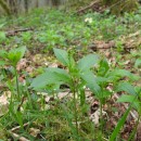 Mercurialis perennis L.Mercurialis perennis L.