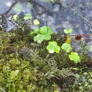 Oxalis acetosella L.Oxalis acetosella L.