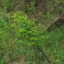 Euphorbia amygdaloides L.Euphorbia amygdaloides L.