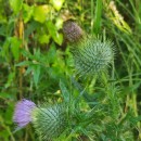 Cirsium vulgare (Savi) Ten.Cirsium vulgare (Savi) Ten.