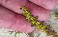 Herniaria ciliolata Melderis subsp. robusta ChaudhriHerniaria ciliolata Melderis subsp. robusta Chaudhri