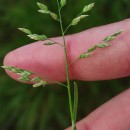 Poa annua L.Poa annua L.