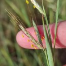 Hyparrhenia hirta (L.) StapfHyparrhenia hirta (L.) Stapf
