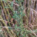 Genista berberidea LangeGenista berberidea Lange