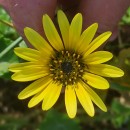 Arctotheca calendula (L.) LevynsArctotheca calendula (L.) Levyns