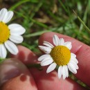 Chamaemelum nobile (L.) All.Chamaemelum nobile (L.) All.