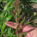 Echinochloa crus-galli (L.) Beauv.Echinochloa crus-galli (L.) Beauv.