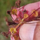 Drosera rotundifolia L.Drosera rotundifolia L.