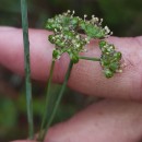 Seseli montanum L. subsp. peixotoanum (Samp.) M. LaínzSeseli montanum L. subsp. peixotoanum (Samp.) M. Laínz