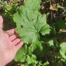 Raphanus raphanistrum L. subsp. landra (Moretti ex DC.) Bonnier & LayensRaphanus raphanistrum L. subsp. landra (Moretti ex DC.) Bonnier & Layens