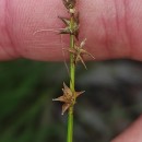 Carex echinata MurrayCarex echinata Murray