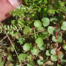 Lysimachia tenella L.Lysimachia tenella L.