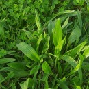 Plantago lanceolata L.Plantago lanceolata L.