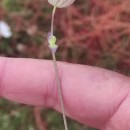 Silene uniflora RothSilene uniflora Roth