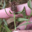 Centaurea corcubionensis M. LaínzCentaurea corcubionensis M. Laínz