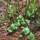 Hypericum elodes L.Hypericum elodes L.