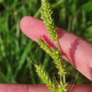 Echinochloa crus-galli (L.) Beauv.Echinochloa crus-galli (L.) Beauv.