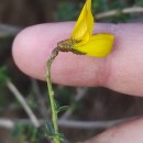 Adenocarpus lainzii (Castrov.) Castrov.Adenocarpus lainzii (Castrov.) Castrov.