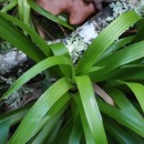 Luzula sylvatica (Huds.) Gaudin subsp. henriquesii (Degen) P. SilvaLuzula sylvatica (Huds.) Gaudin subsp. henriquesii (Degen) P. Silva