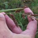 Echinochloa crus-galli (L.) Beauv.Echinochloa crus-galli (L.) Beauv.