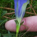 Gentiana pneumonanthe L.Gentiana pneumonanthe L.