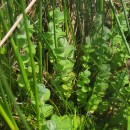 Hypericum elodes L.Hypericum elodes L.