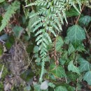 Asplenium onopteris L.Asplenium onopteris L.