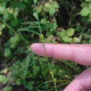 Carex divulsa  StokesCarex divulsa  Stokes