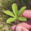 Potentilla reptans L.Potentilla reptans L.
