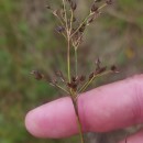 Juncus acutiflorus Ehrh. ex Hoffm.Juncus acutiflorus Ehrh. ex Hoffm.