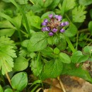 Prunella vulgaris L.Prunella vulgaris L.