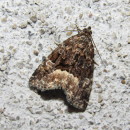 Deltote pygarga (Hufnagel, 1766)Deltote pygarga (Hufnagel, 1766)