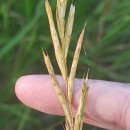 Brachypodium pinnatum (L.) Beauv.Brachypodium pinnatum (L.) Beauv.