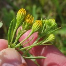 Jacobaea vulgaris Gaertn.Jacobaea vulgaris Gaertn.