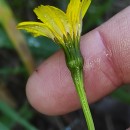 Leontodon saxatilis Lam.Leontodon saxatilis Lam.